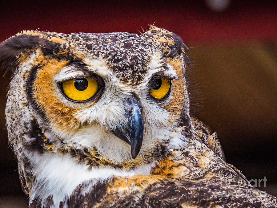 hoot-owl-photograph-by-robin-zygelman