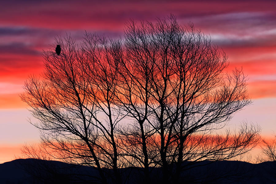 Hoot Owl Sundown Photograph