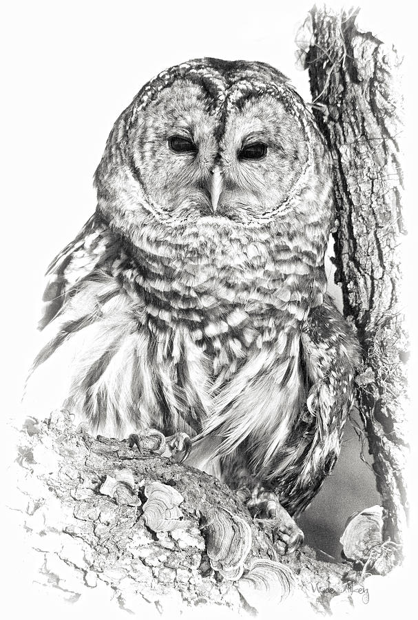 Hoot Owl Photograph by Wade Aiken