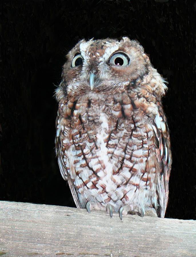 Hoot the Owl Photograph by Rosalie Scanlon