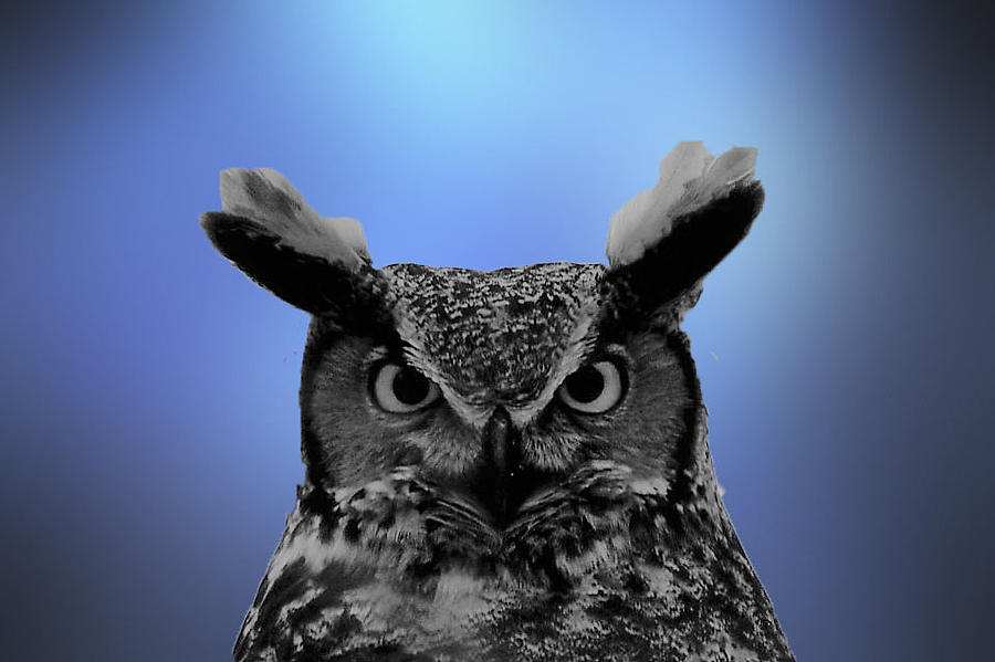 Hooting the Blues Photograph by Jewels Hamrick