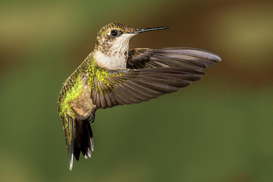 Hoovering Hummer Photograph by Paul Freidlund