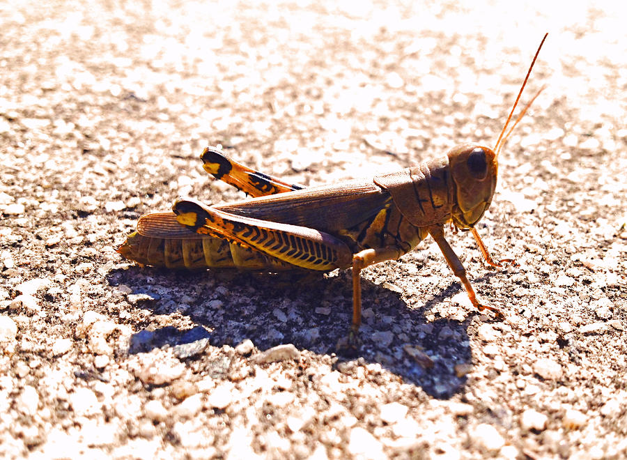 Hop Away you Bugging Me Photograph by Morgan Carter