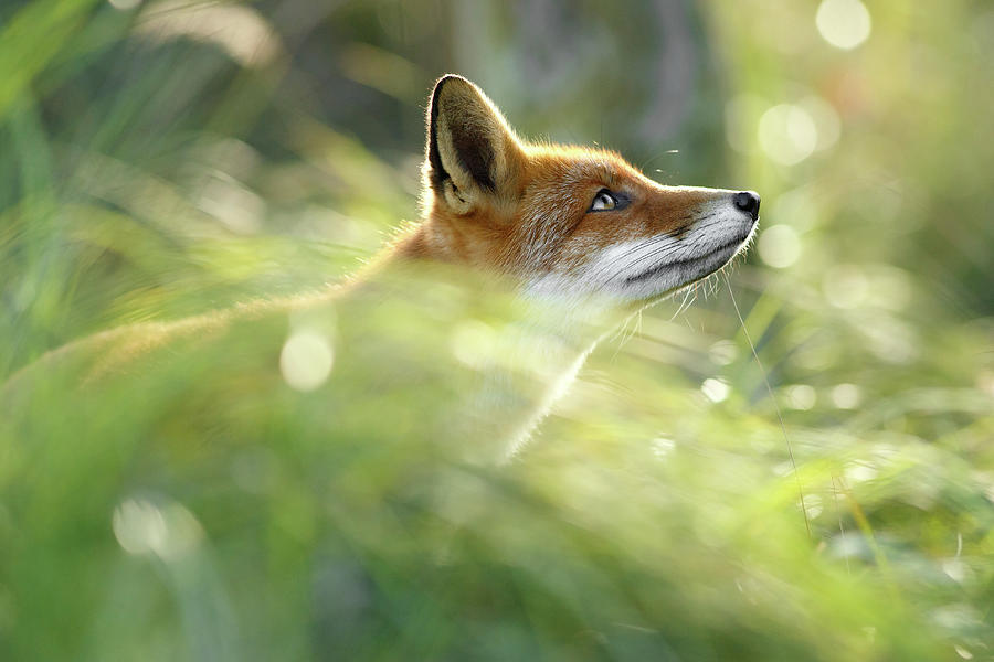 Animal Photograph - Hope - All Good Things Come From Above by Roeselien Raimond