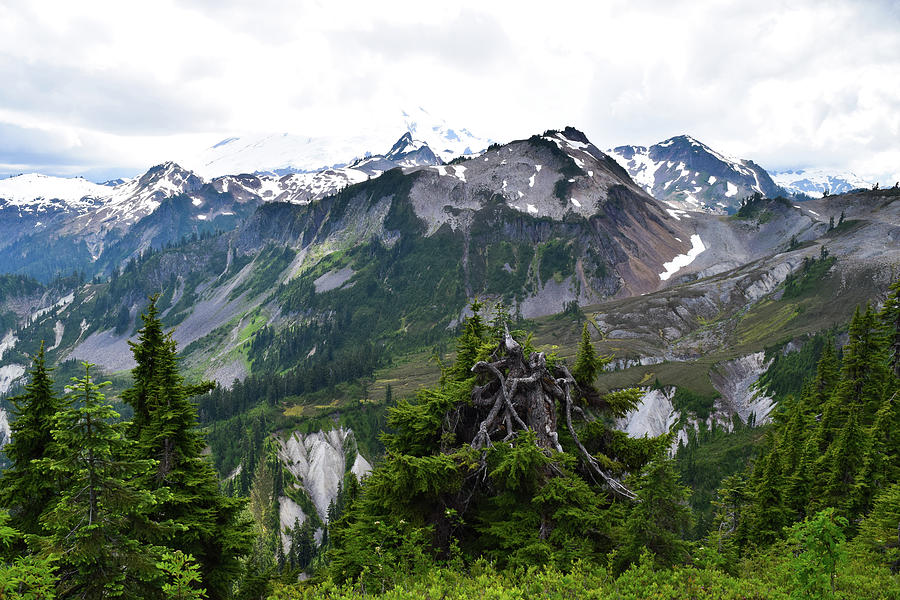 Granite Peaks and Green Fir Trees Photograph by Tom Cochran