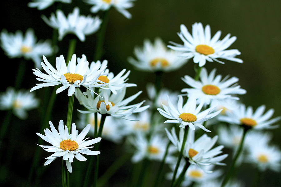 Hope Blooms Photograph by Vanessa Thomas - Fine Art America