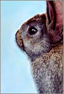 Bunnies Mixed Media - Hope by Brenda Garacci Bunnies Mixed Media - Hope by Brenda Garacci