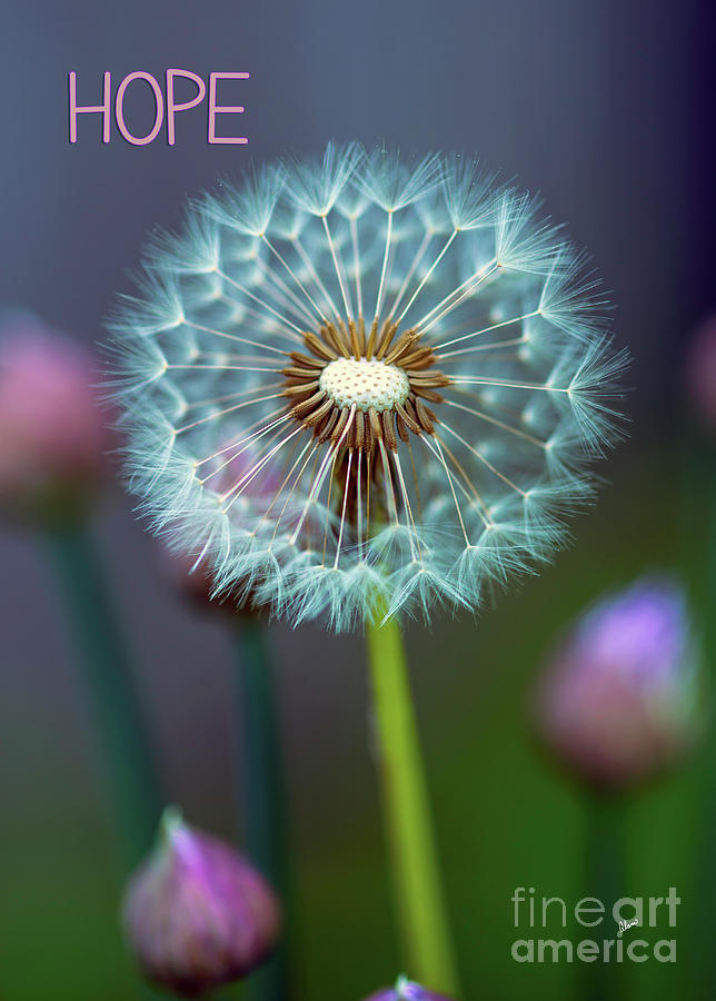 Hope - Dandelion Seeds Photograph by Alana Ranney