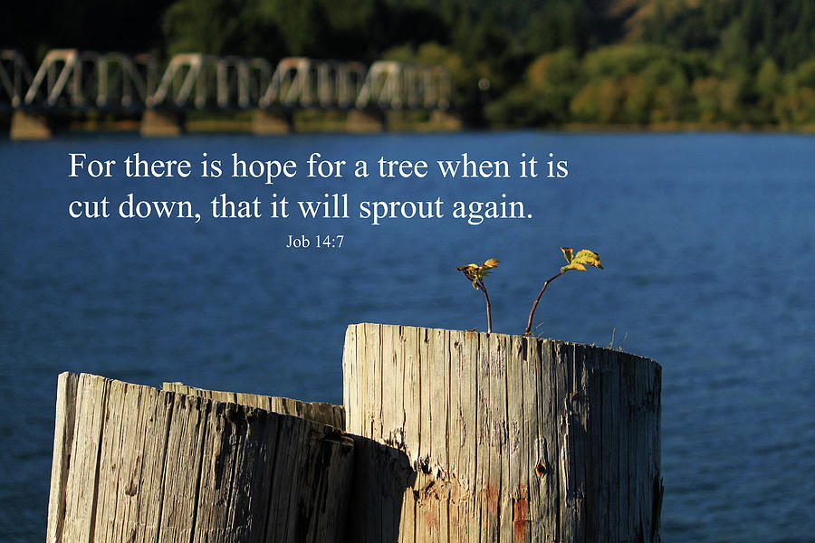 Inspirational Photograph - Hope For A Tree by James Eddy