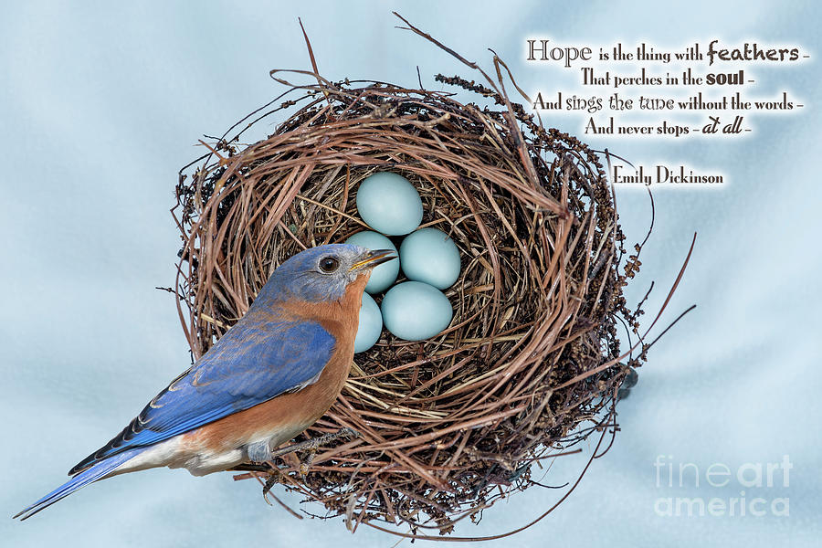 Hope is the Thing With Feathers Photograph by Bonnie Barry