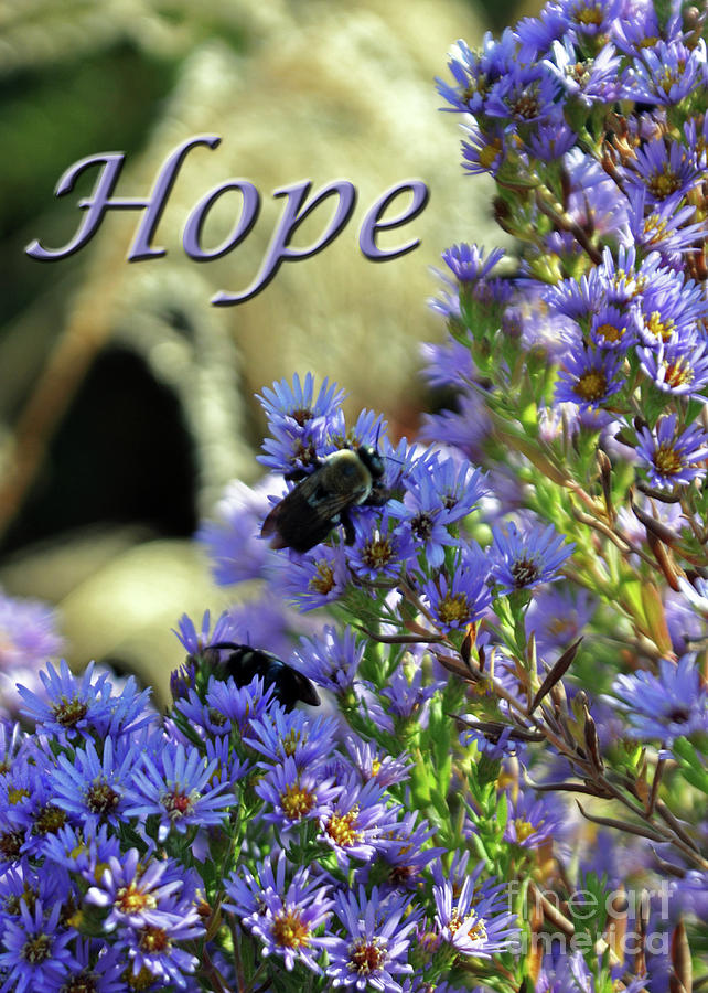 Hope  Photograph by Lydia Holly