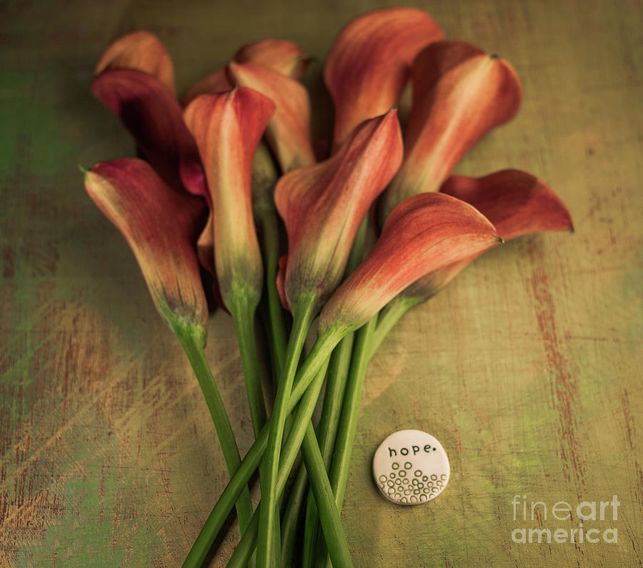 Hope Of A Calla Lily Photograph