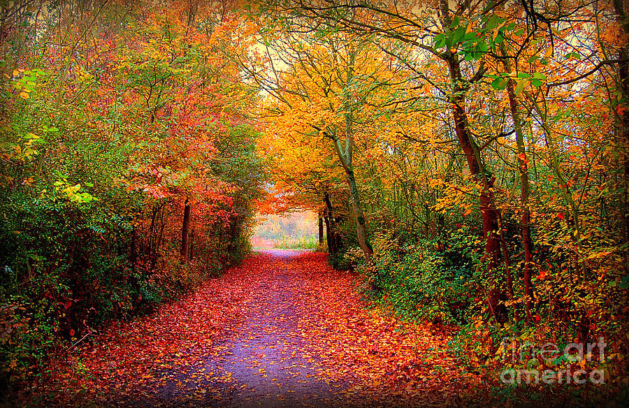 Autumn Photograph - Hope by Jacky Gerritsen