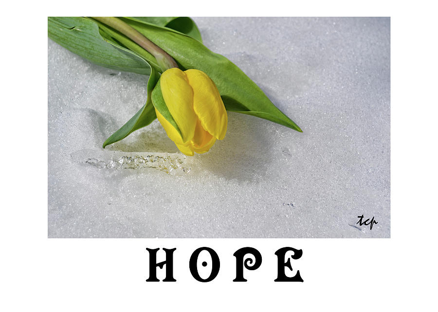 Hope Photograph by Traci Cottingham