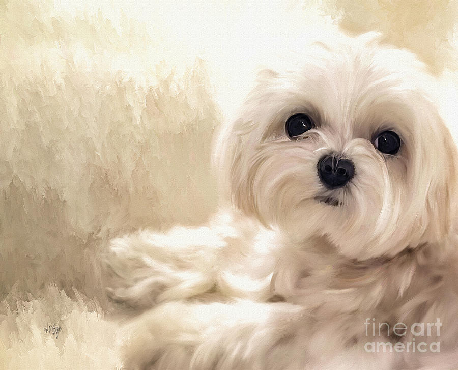 Dog Digital Art - Hoping For A Cookie by Lois Bryan