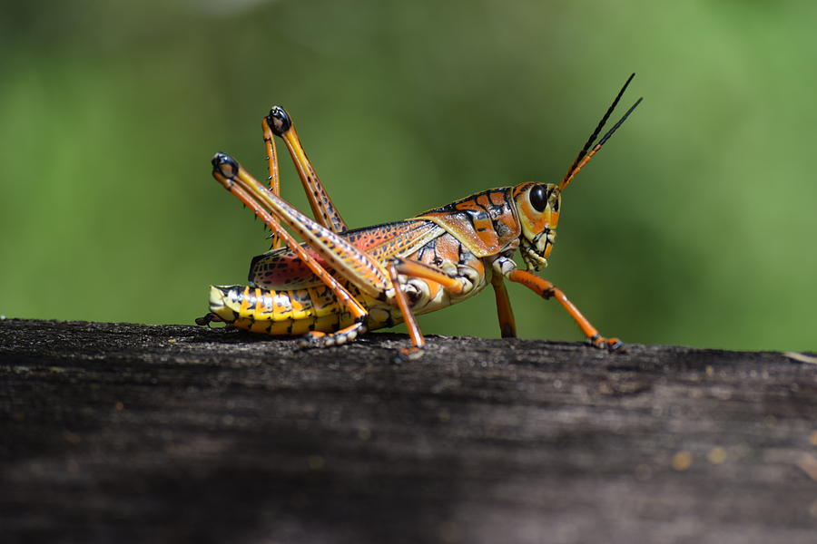 Hopper 3 Photograph by Tiffany Gobert - Fine Art America