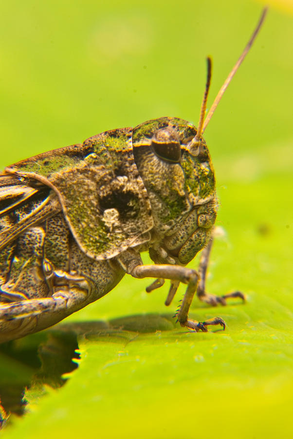 Insects Photograph - Hopper Facial by Douglas Barnett