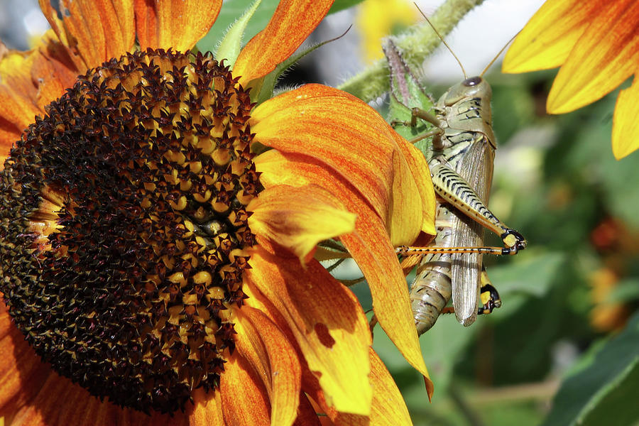 Grasshopper Photograph - Hopper2 by Christina Treece