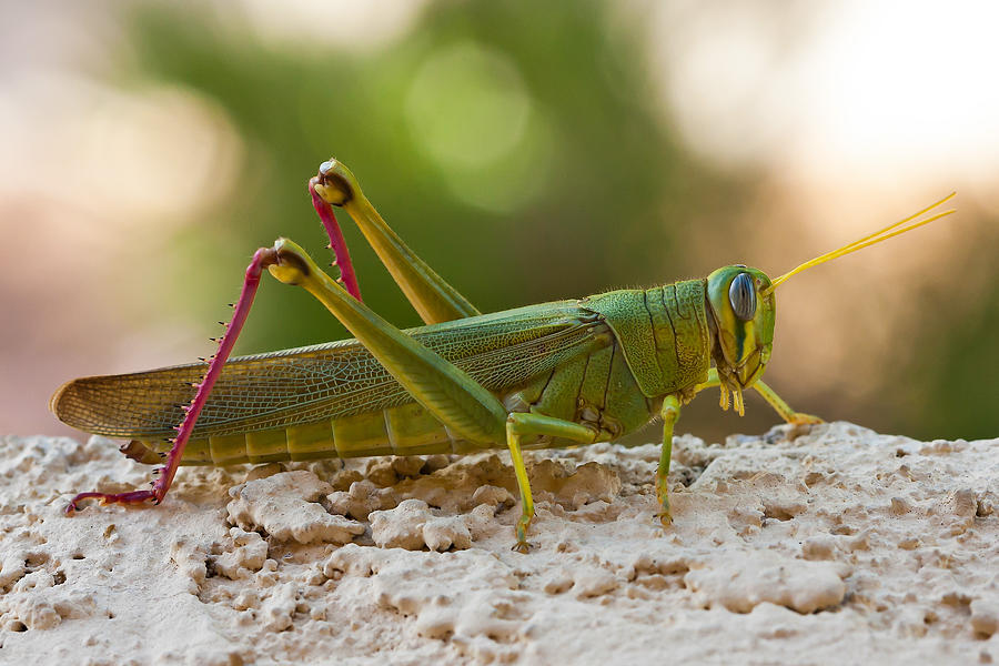 Grasshopper Photograph - Hopping In For A Visit  by James Marvin Phelps