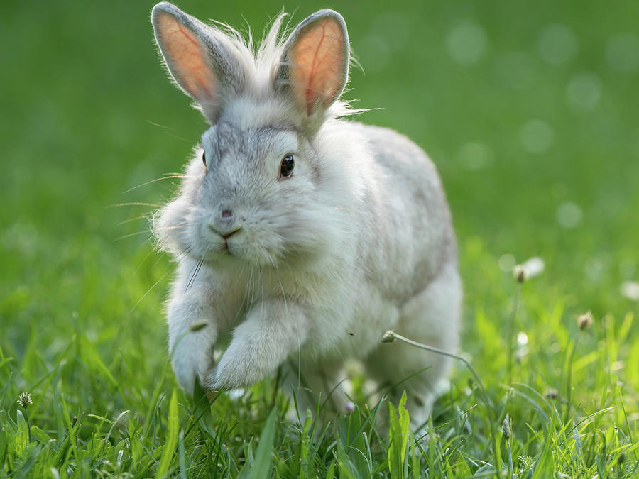 sunny bunnies hopping