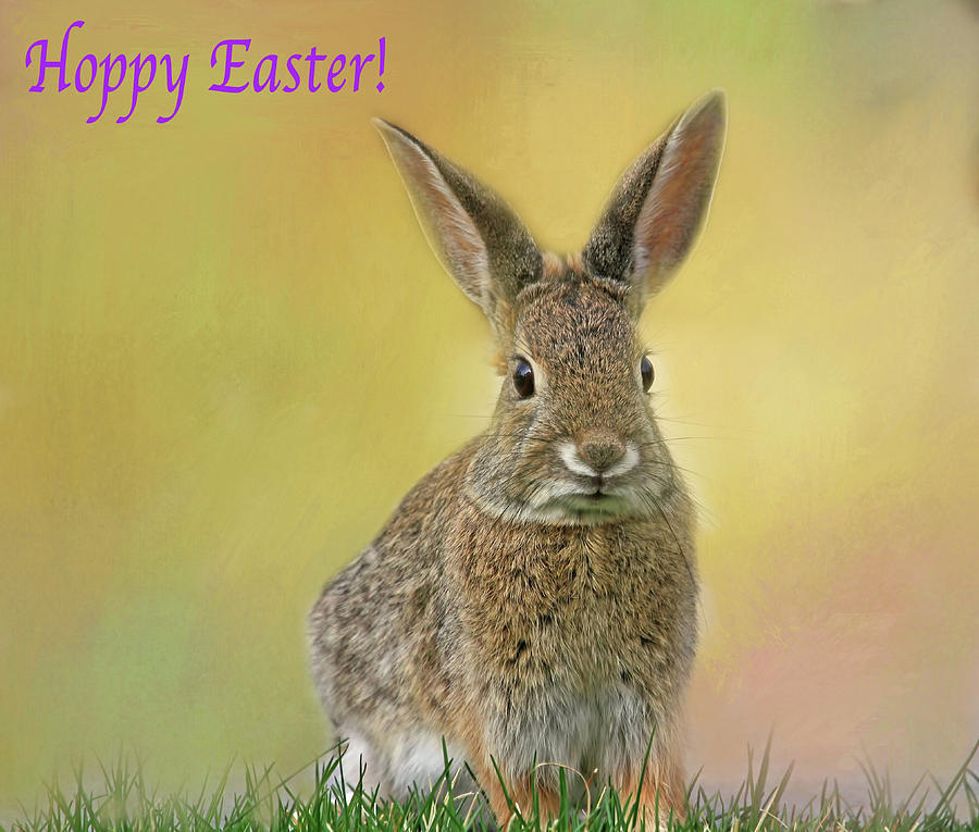 Hoppy Easter  Photograph by Donna Kennedy