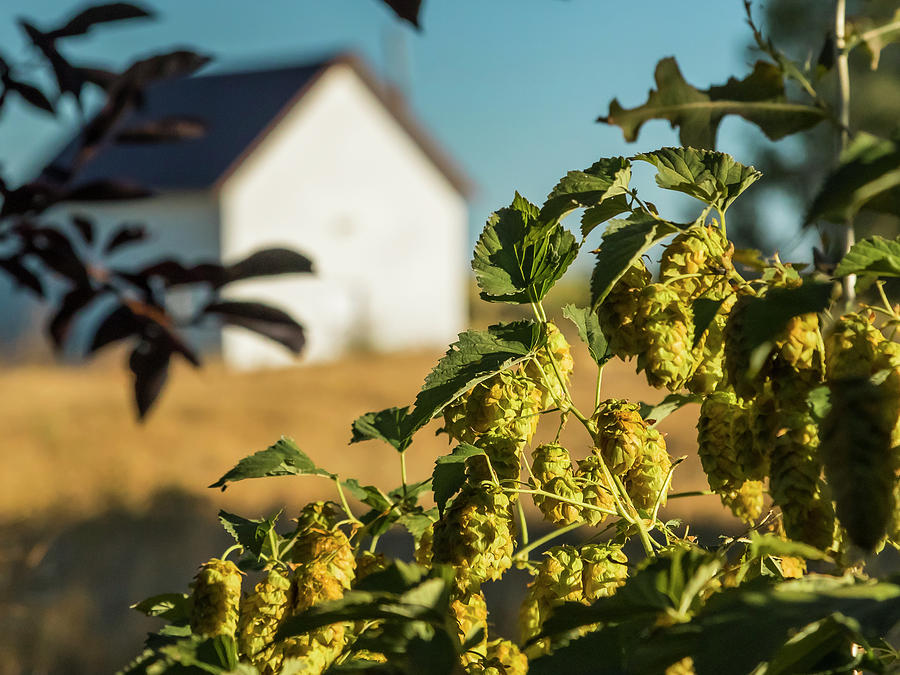 Hops at Sunset Photograph by Mark Mille