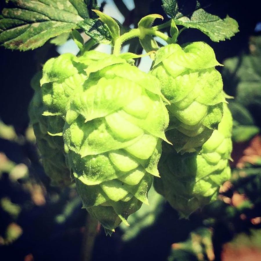 Beer Photograph - Hops by Justin Connor