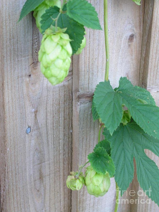 Hops on Fence Photograph by Bev Conover