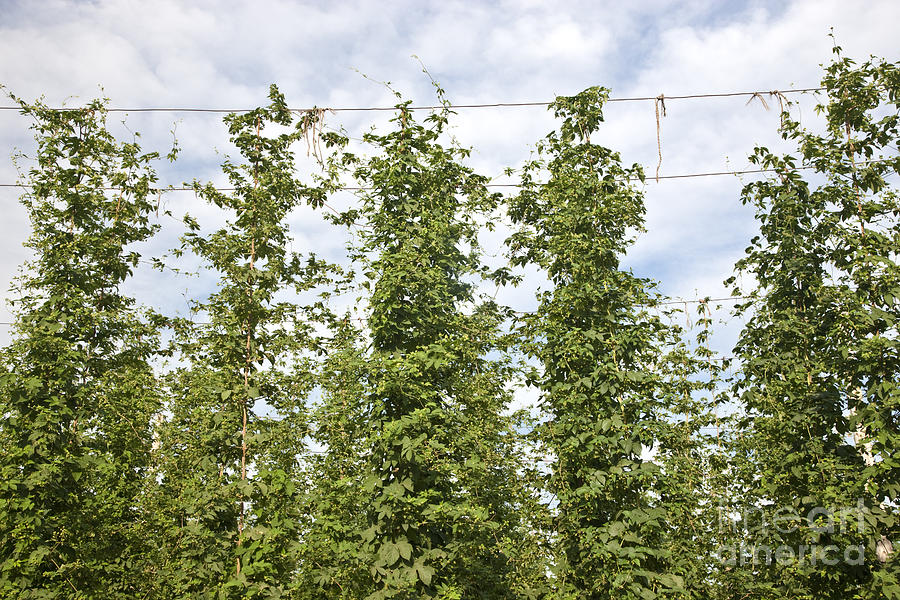 Hops Vines Photograph by Inga Spence