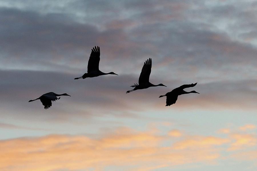 Horicon Marsh Cranes #1 Photograph by Paul Schultz