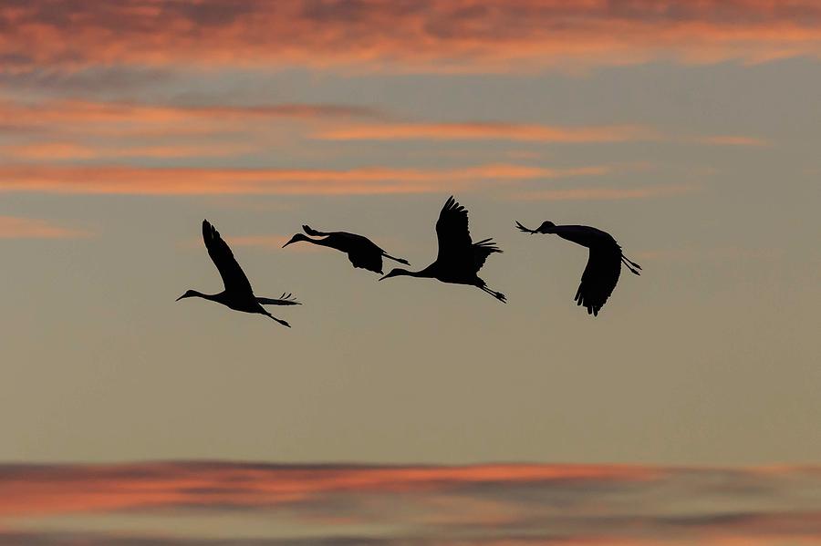Horicon Marsh Cranes #2 Photograph by Paul Schultz