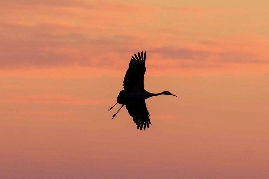Horicon Marsh Cranes #3 Photograph by Paul Schultz