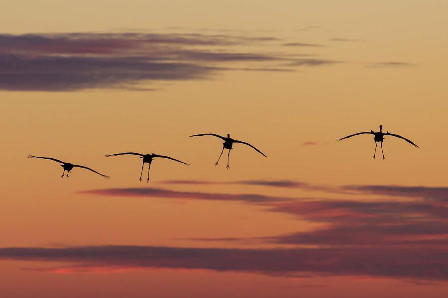 Horicon Marsh Cranes #4 Photograph by Paul Schultz