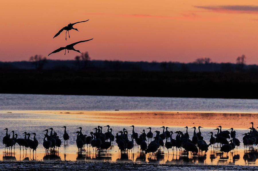 Horicon Marsh Cranes #5 Photograph by Paul Schultz