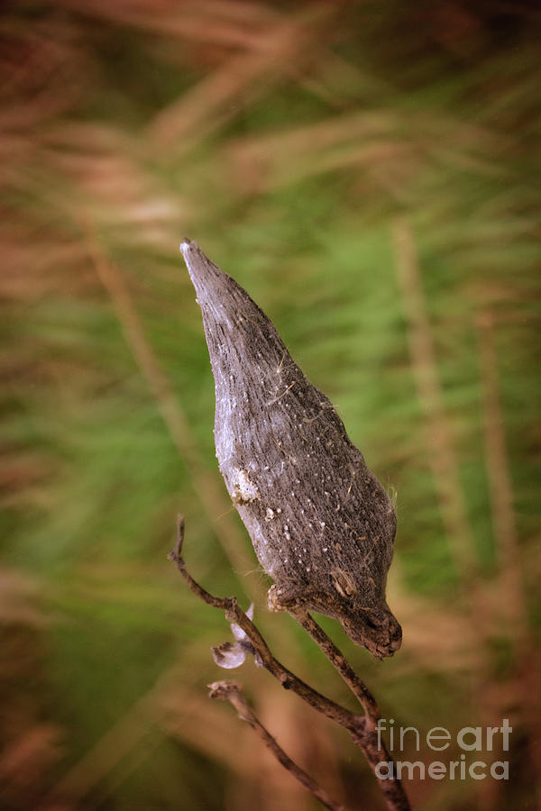 Horicon Marsh - Milkweed Photograph by Mary Machare