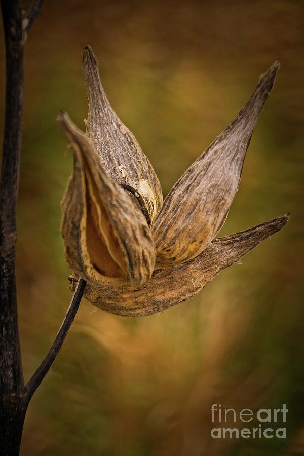 Horicon Marsh - Seed Pod in Golden Tones Photograph by Mary Machare