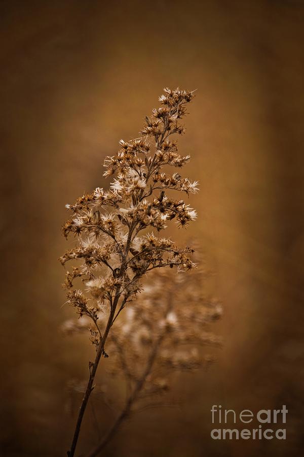 Horicon Marsh - wildflower golden glow Photograph by Mary Machare
