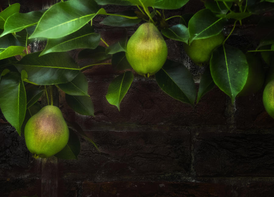 English Garden Pears Two Photograph by Gary Warnimont