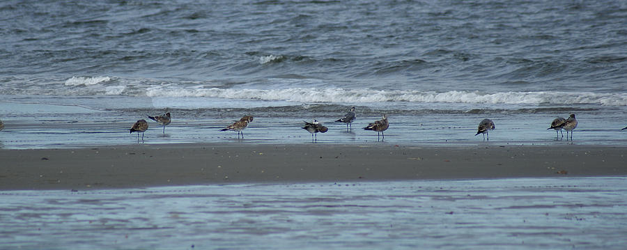 Horizontal Shoreline with Birds Photograph by Margie Avellino
