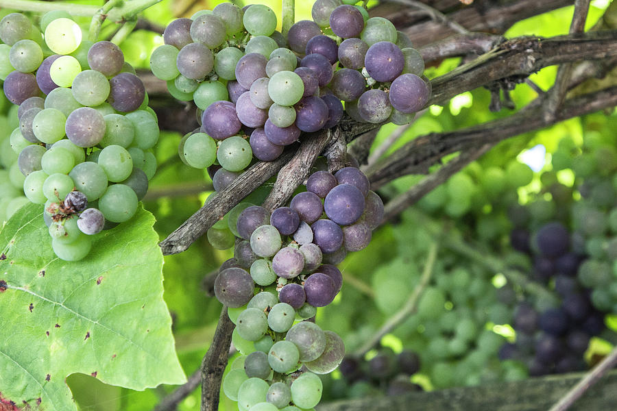 Horizontal Vines and Grapes Photograph by Susan Bandy