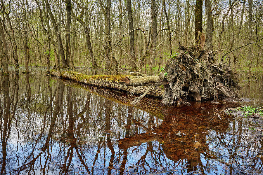 Hornbeam forest and swamp Photograph by Ragnar Lothbrok