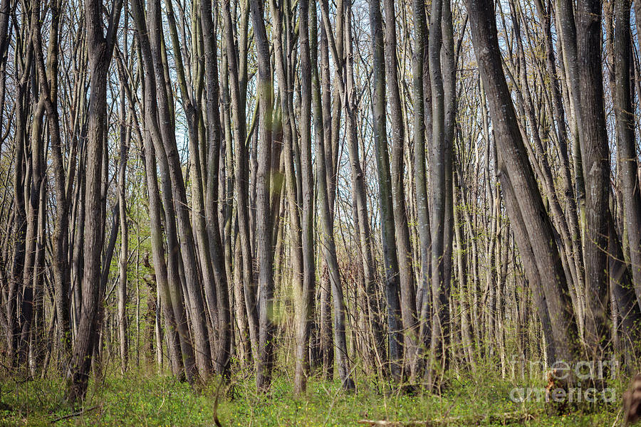 Hornbeam forest Photograph by Ragnar Lothbrok