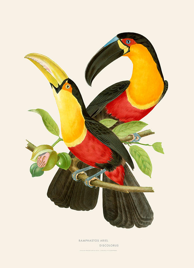 Hornbill Bird Painting by Gary Grayson