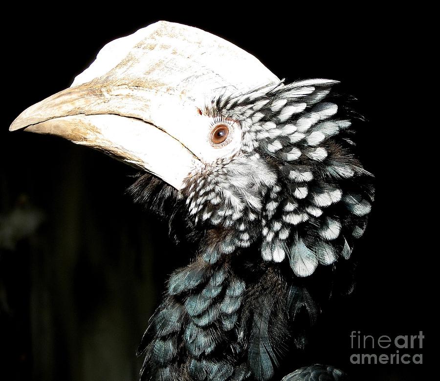 Bird Photograph - Hornbill Bird by Rose Santuci-Sofranko