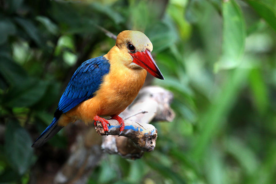 Stork-billed Kingfisher Photograph by Darcy Dietrich