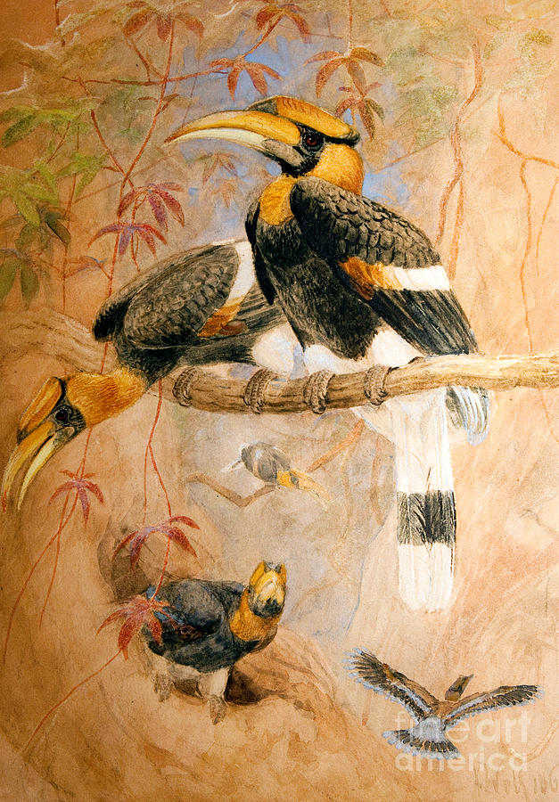 Joseph Wolf Painting - Hornbill  by Joseph Wolf