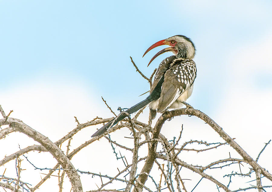 Hornbill Photograph by Patrick Kain