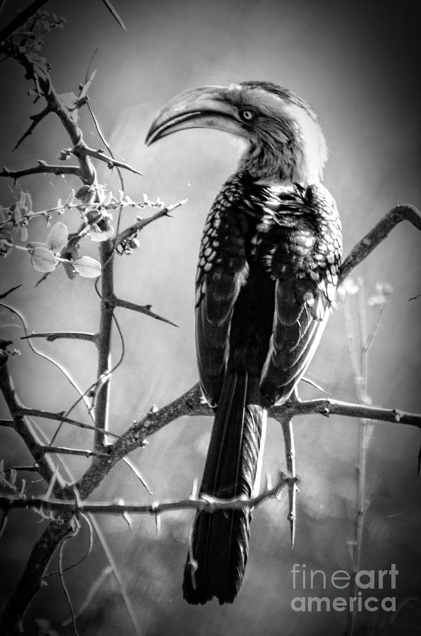 Black And White Photograph - Hornbill resting by Pravine Chester