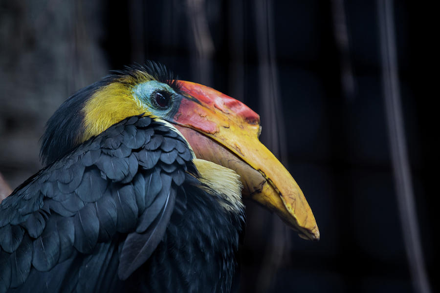 Hornbill Photograph - Hornbilled Bird by Scott Lyons