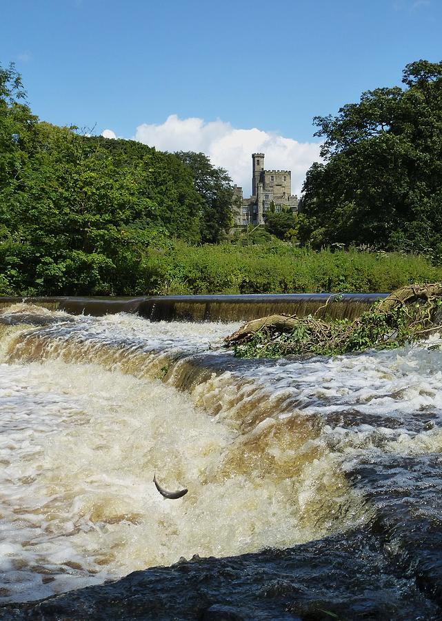 Castle Photograph - Hornby Castle with Sea Trout leaping  by Nigel Radcliffe